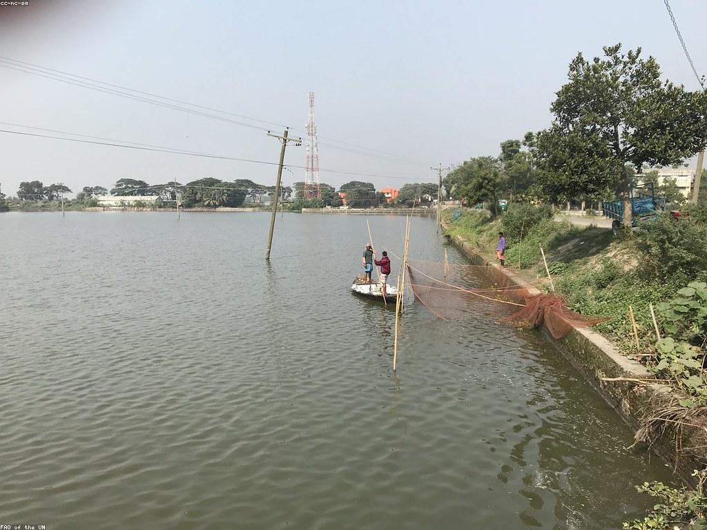 យុទ្ធសាស្ត្រការប្រកួតត្រីសំរាប់អ្នកលេងថ្មី