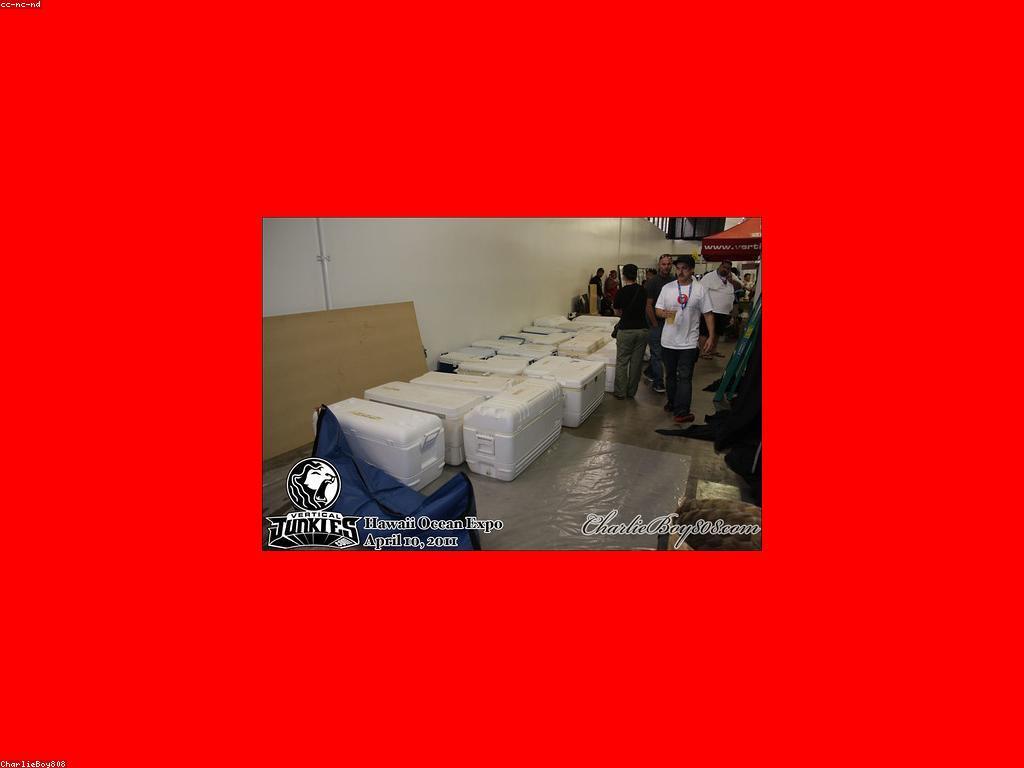 ការប្រកួតត្រី: យុទ្ធសាស្ត្រសម្រាប់អ្នកថ្មី